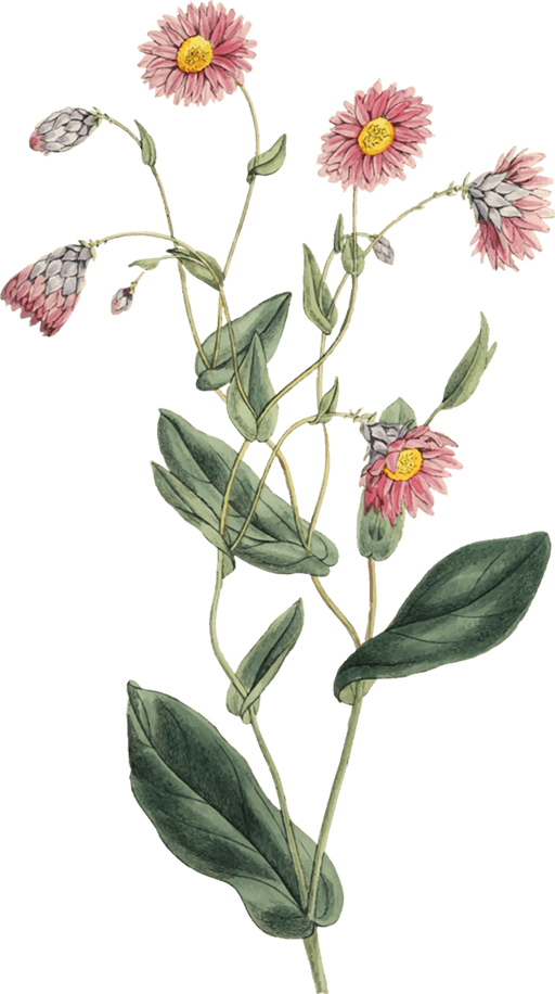 Ornament