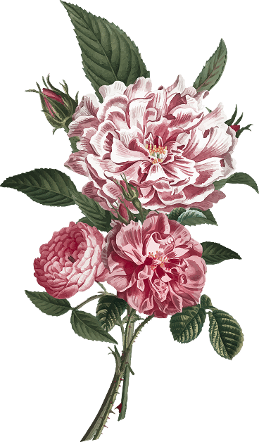 Ornament