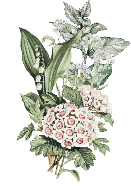 Ornaments