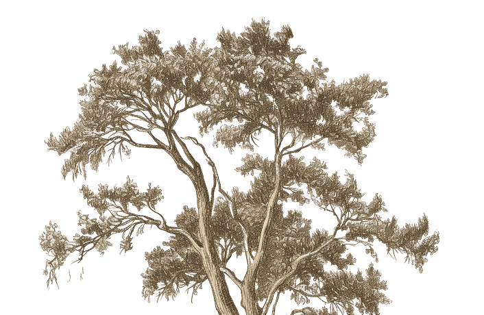 Ornaments